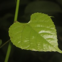 Cissus lonchiphylla Thwaites